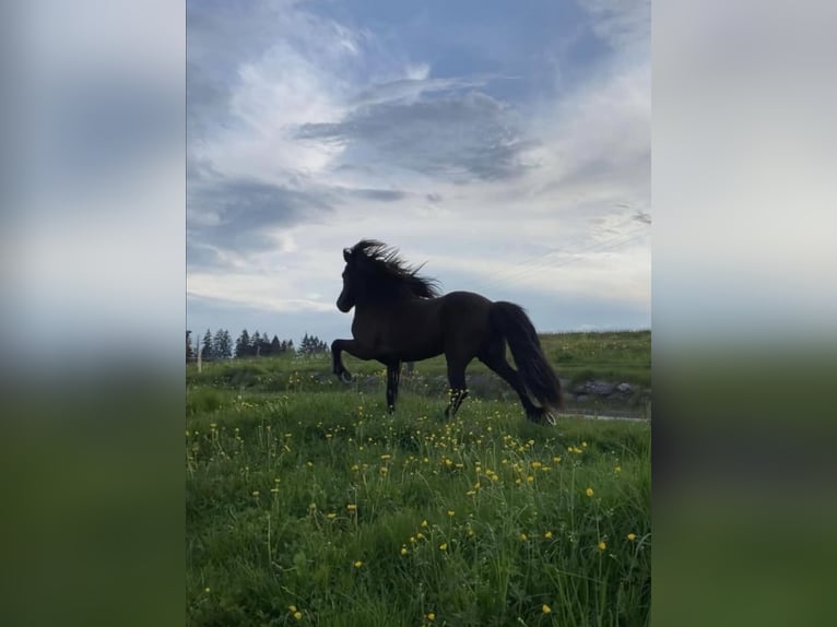 Islandpferd Hengst Rappe in Gestratz