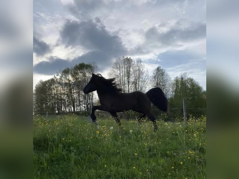 Islandpferd Hengst Rappe in Gestratz