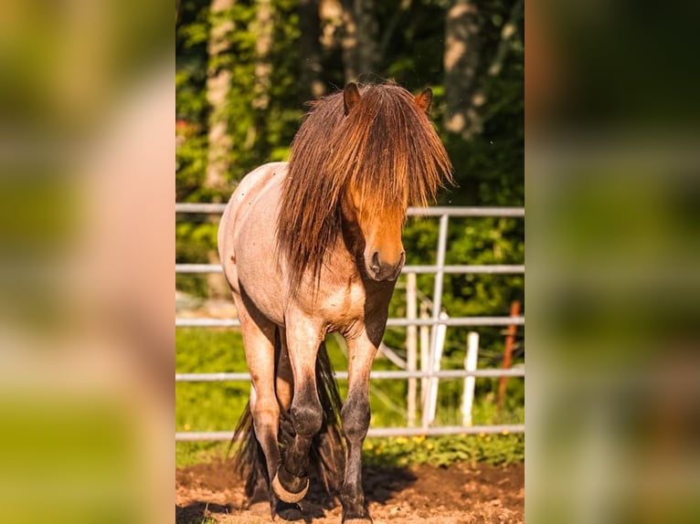 Islandpferd Hengst Roan-Bay in Wildflecken