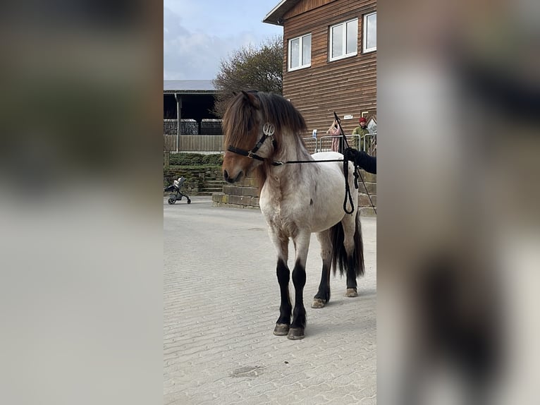 Islandpferd Hengst Roan-Bay in Wildflecken