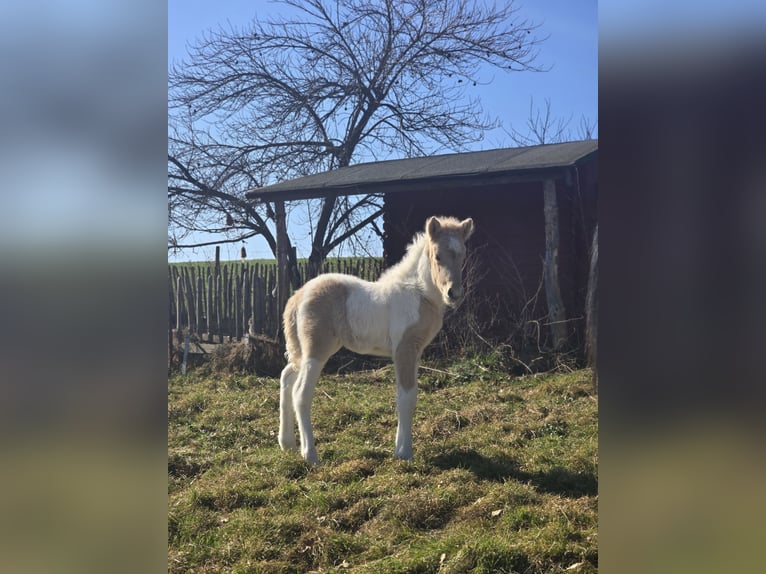 Islandpferd Hengst Schecke in Ruppichteroth