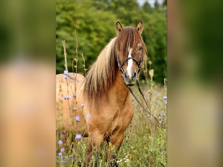 Islandpferd Hengst Tobiano-alle-Farben in Lauterhofen