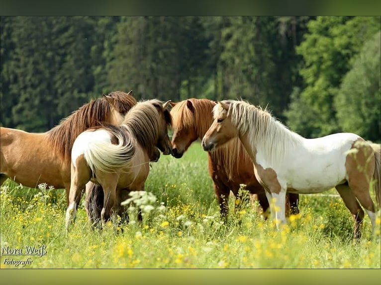 Islandpferd Hengst Tobiano-alle-Farben in Lauterhofen