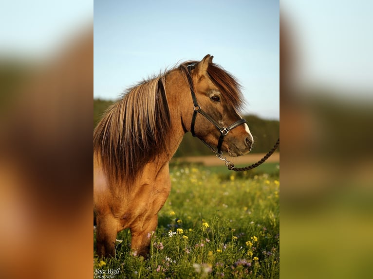 Islandpferd Hengst Tobiano-alle-Farben in Lauterhofen