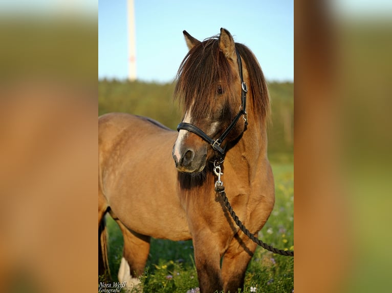 Islandpferd Hengst Tobiano-alle-Farben in Lauterhofen