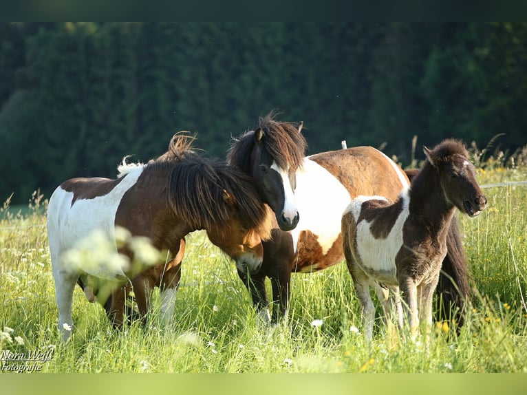 Islandpferd Hengst Tobiano-alle-Farben in Lauterhofen