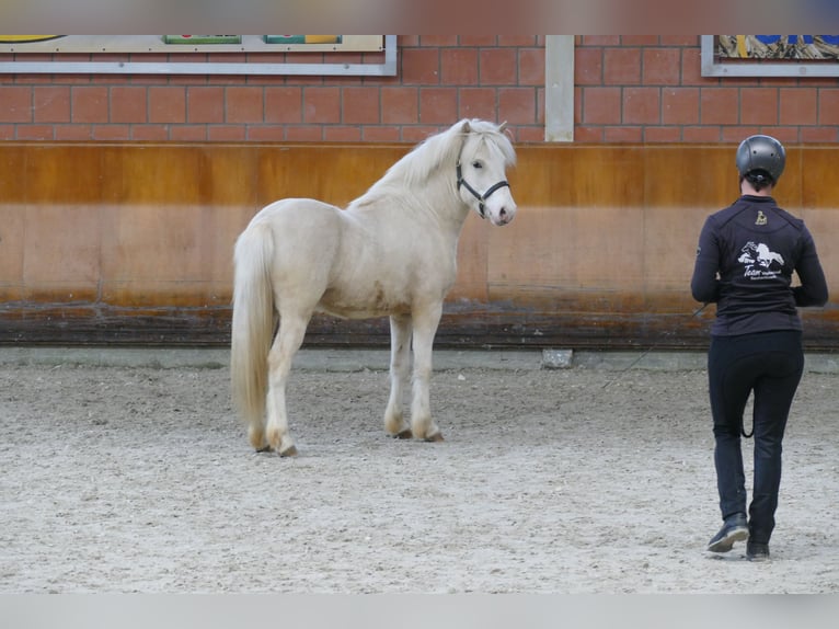 Islandpferd Hengst White in Euskirchen