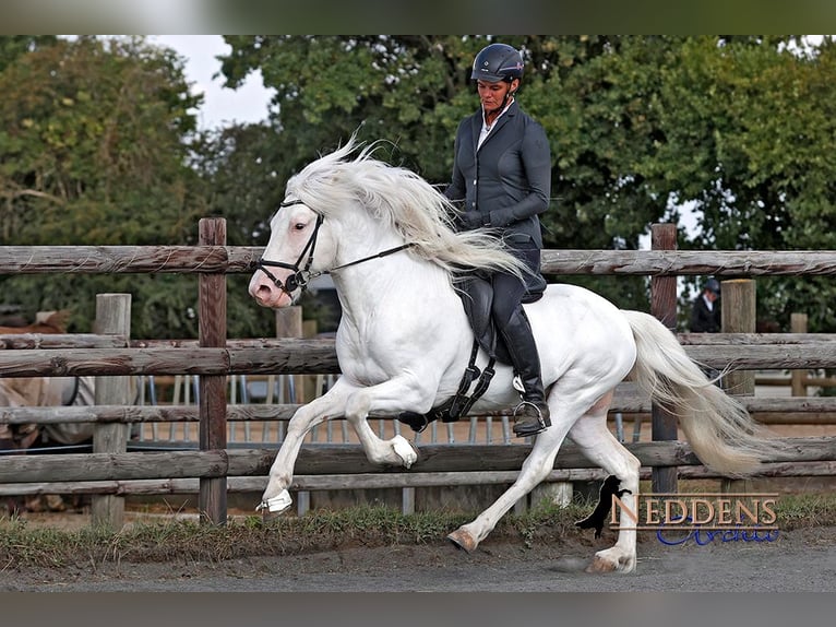 Islandpferd Hengst White in Euskirchen