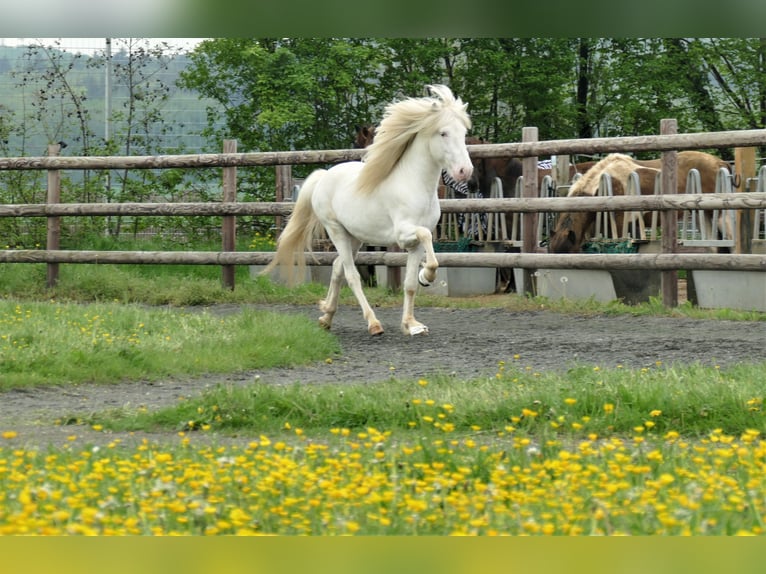 Islandpferd Hengst White in Euskirchen