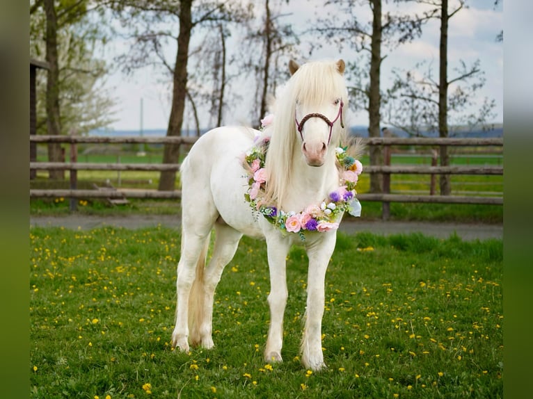 Islandpferd Hengst White in Euskirchen