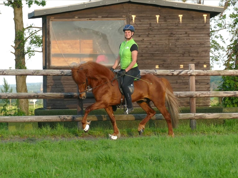 Islandpferd Hengst in Euskirchen