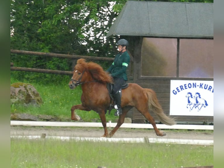 Islandpferd Hengst in Euskirchen