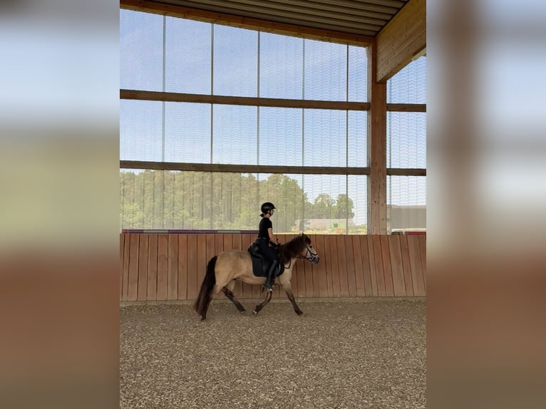 Islandpferd Stute 10 Jahre 135 cm Falbe in Langenzenn