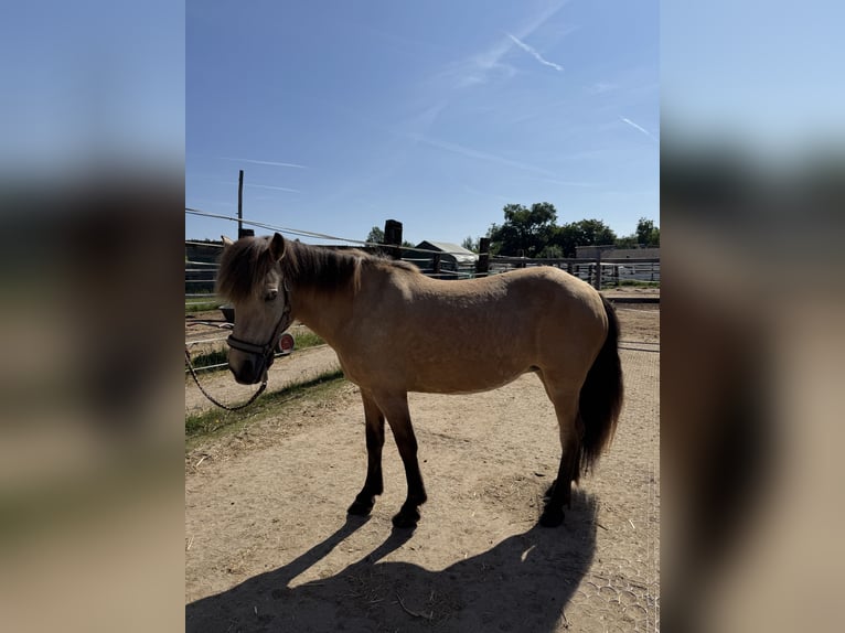 Islandpferd Stute 10 Jahre 135 cm Falbe in Langenzenn