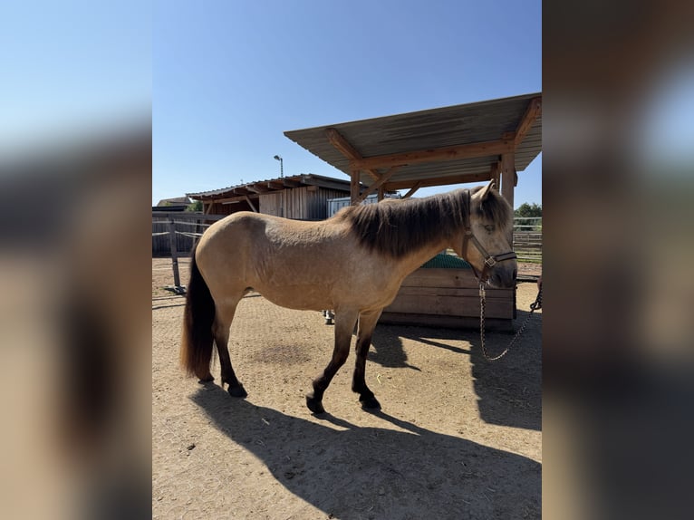 Islandpferd Stute 10 Jahre 135 cm Falbe in Langenzenn