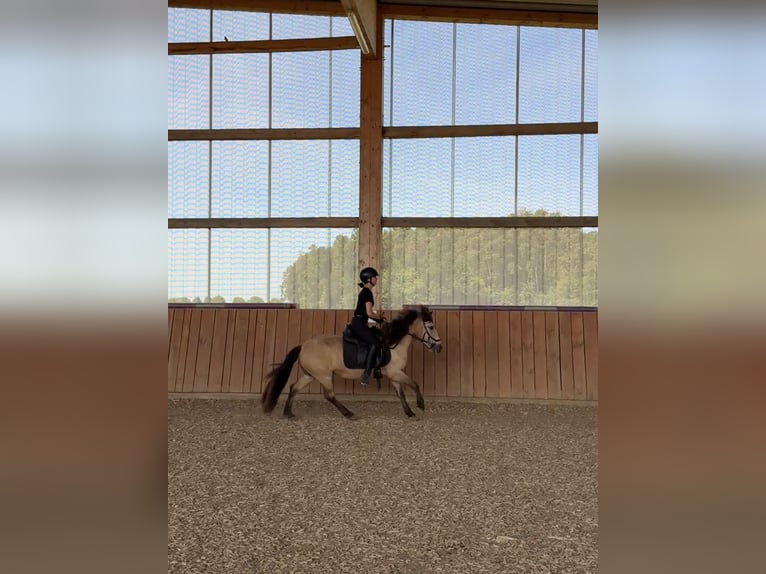 Islandpferd Stute 10 Jahre 135 cm Falbe in Langenzenn