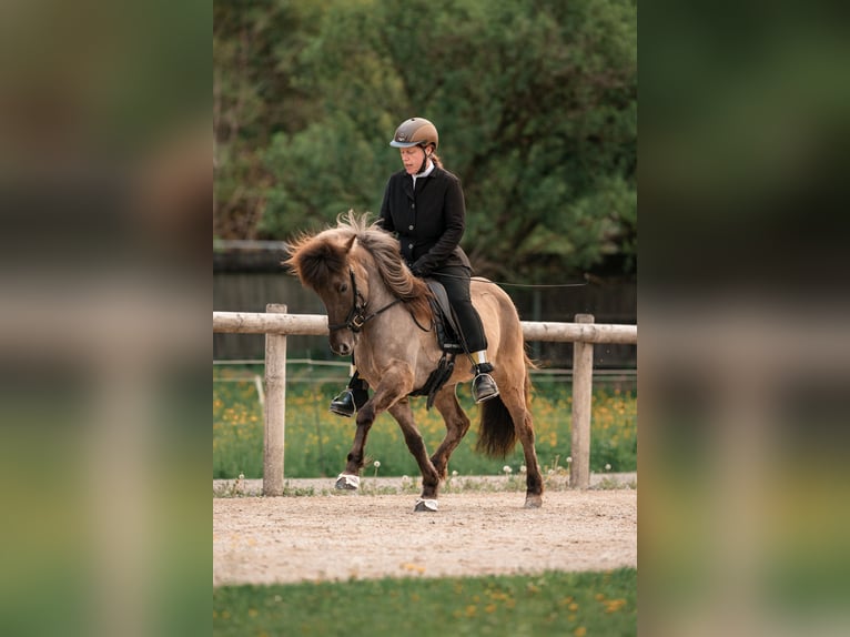 Islandpferd Stute 10 Jahre 135 cm  in Dietfurt