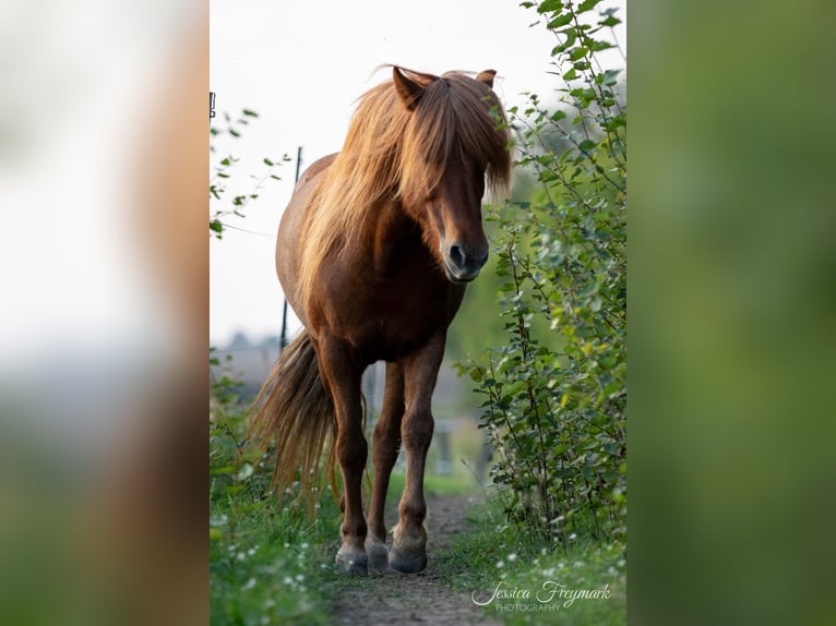 Islandpferd Stute 10 Jahre 135 cm Fuchs in Dallgow-Döberitz