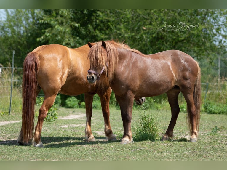 Islandpferd Stute 10 Jahre 135 cm Fuchs in Dallgow-Döberitz