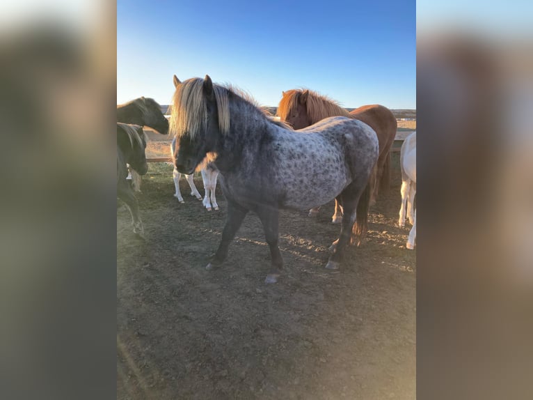Islandpferd Stute 10 Jahre 135 cm Rappe in Hella