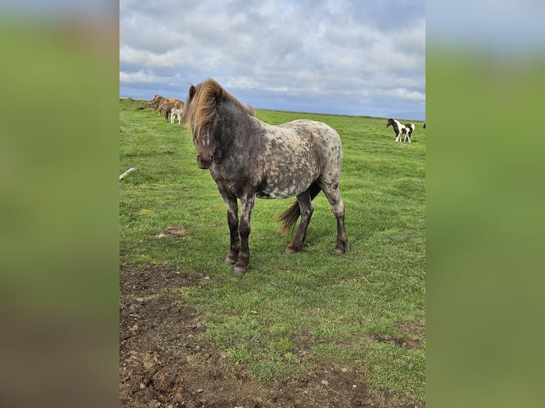 Islandpferd Stute 10 Jahre 135 cm Rappe in Hella