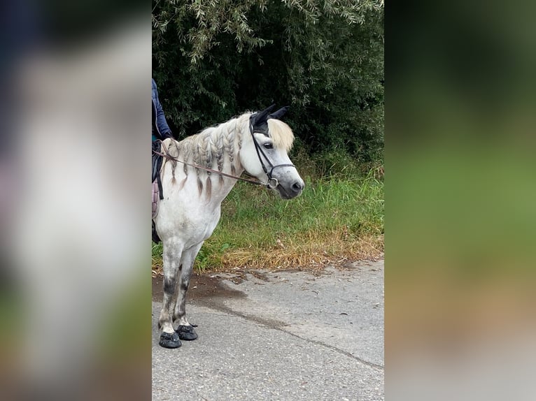 Islandpferd Stute 10 Jahre 135 cm Schimmel in Dettenheim