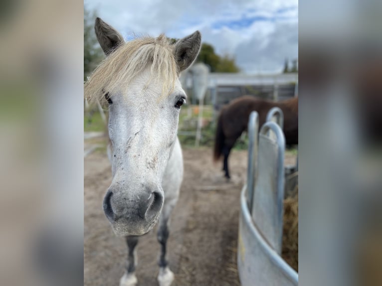 Islandpferd Stute 10 Jahre 135 cm Schimmel in Dettenheim
