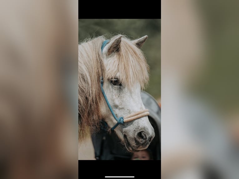 Islandpferd Stute 10 Jahre 135 cm Schimmel in Dettenheim