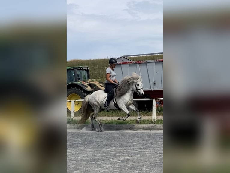 Islandpferd Stute 10 Jahre 135 cm Schimmel in Wiesloch