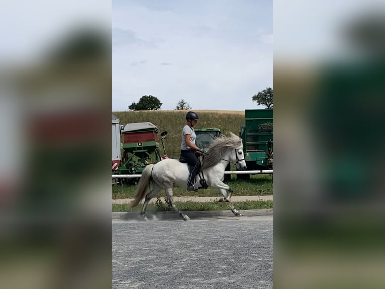 Islandpferd Stute 10 Jahre 135 cm Schimmel in Wiesloch