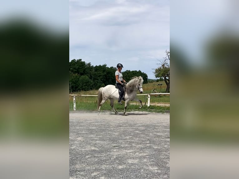 Islandpferd Stute 10 Jahre 135 cm Schimmel in Wiesloch