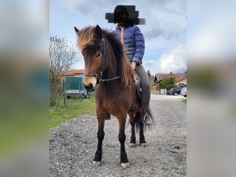 Islandpferd Stute 10 Jahre 136 cm Brauner in Stein an der Traun