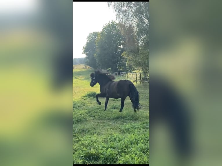 Islandpferd Stute 10 Jahre 136 cm Brauner in Kirchlinteln