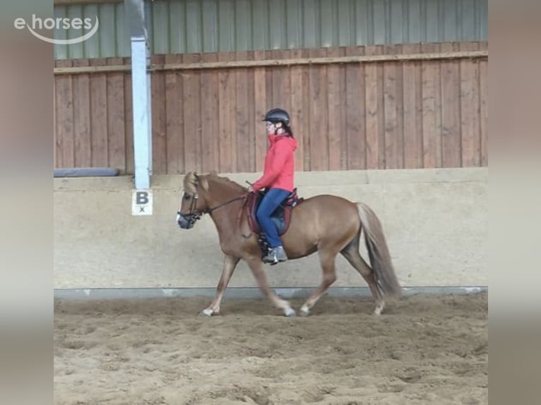 Islandpferd Stute 10 Jahre 137 cm Fuchs in Marxen