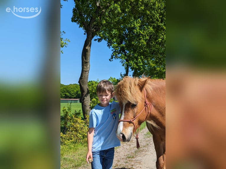 Islandpferd Stute 10 Jahre 137 cm Fuchs in Marxen