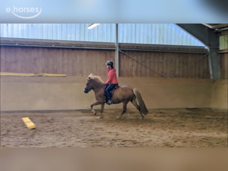 Islandpferd Stute 10 Jahre 137 cm Fuchs in Marxen