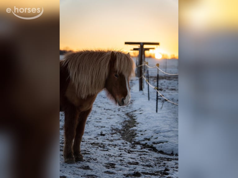 Islandpferd Stute 10 Jahre 137 cm Fuchs in Marxen