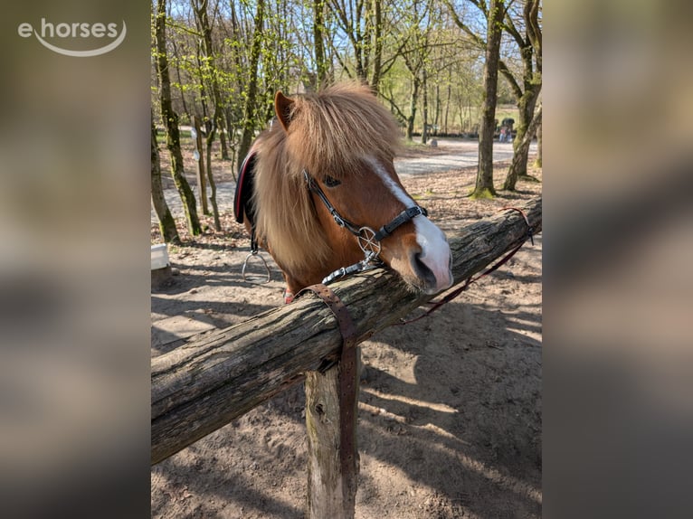 Islandpferd Stute 10 Jahre 137 cm Fuchs in Marxen