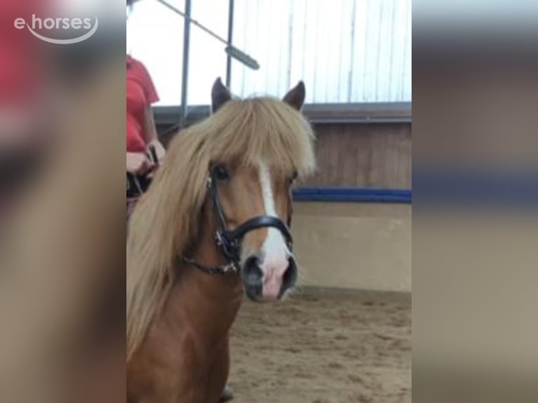 Islandpferd Stute 10 Jahre 137 cm Fuchs in Marxen