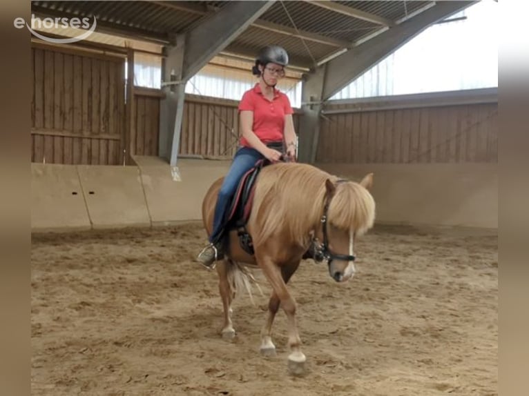 Islandpferd Stute 10 Jahre 137 cm Fuchs in Marxen