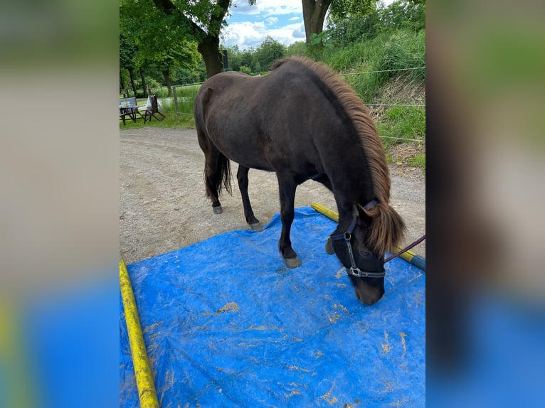 Islandpferd Stute 10 Jahre 137 cm Rappe in Ladbergen