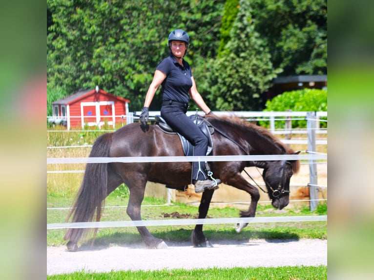 Islandpferd Stute 10 Jahre 137 cm Rappe in Ladbergen