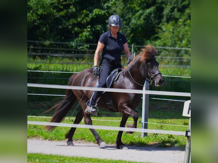Islandpferd Stute 10 Jahre 137 cm Rappe in Ladbergen