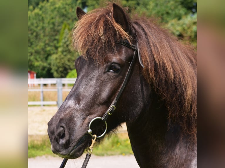 Islandpferd Stute 10 Jahre 137 cm Rappe in Ladbergen