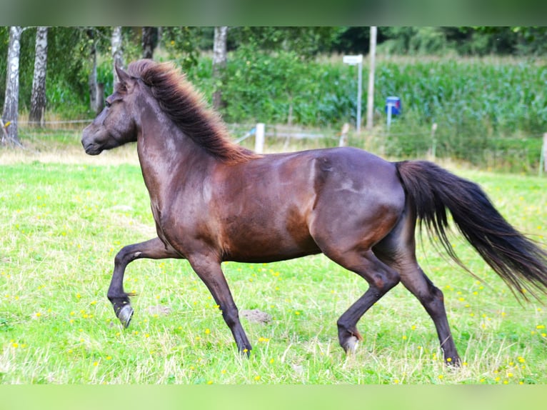 Islandpferd Stute 10 Jahre 137 cm Rappe in Ladbergen