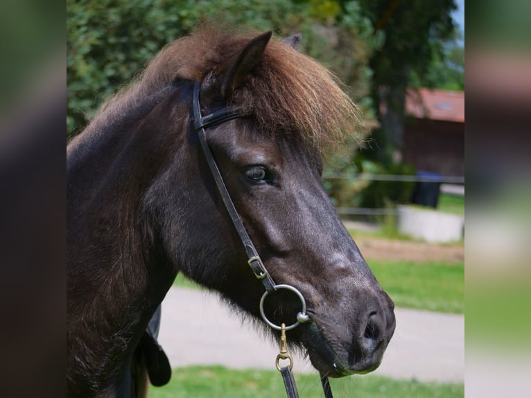 Islandpferd Stute 10 Jahre 137 cm Rappe in Ladbergen