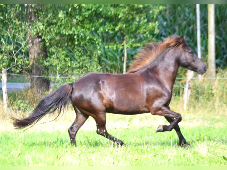 Islandpferd Stute 10 Jahre 137 cm Rappe in Ladbergen