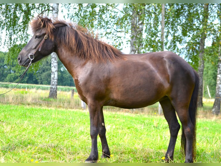 Islandpferd Stute 10 Jahre 137 cm Rappe in Ladbergen