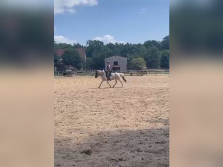 Islandpferd Stute 10 Jahre 138 cm Falbe in Burgthann
