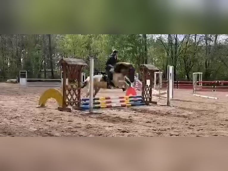 Islandpferd Stute 10 Jahre 138 cm Falbe in Burgthann